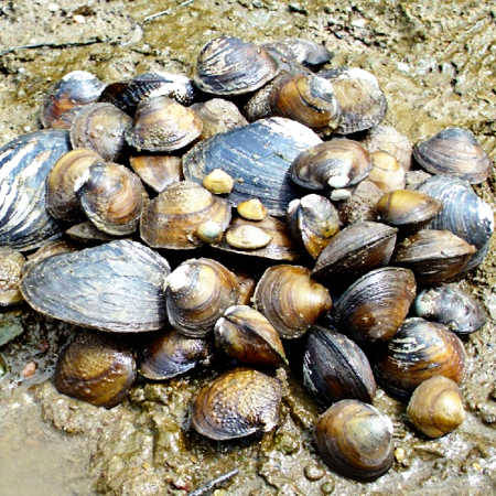 freshwatermussels-with-actions.jpg