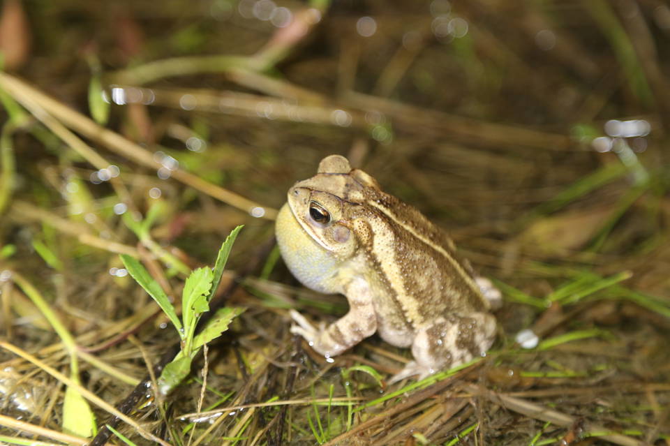Gulf coast toad. Image Credit: Reid Hardin/iNaturalist