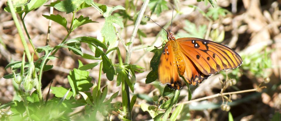 Gulf fritillary. Image Credit: Abigail Holmes